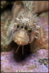 Decorated warbonnet. Nikon D200, 105mm. Taken near Vancou... by Robert Polo 